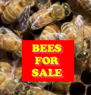 Bill's Bees Has Bees for Sale