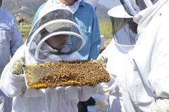Bees for Sale for beginning beekeepers
