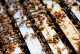 Bill's Bees Nuc Colony