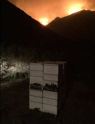 Bill's Bees Protecting our Honey Bees From Fires