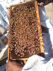 Honey bee frame