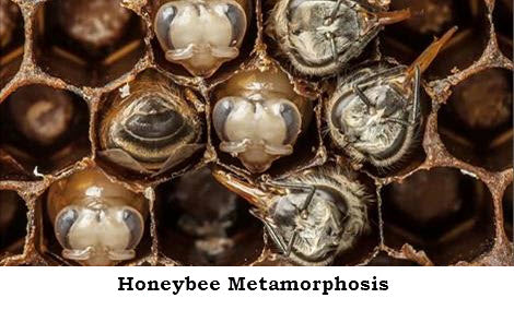 Honeybee Metamorphosis - National Geographic