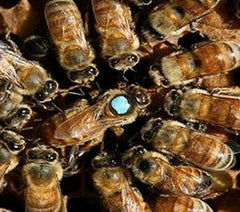 Italian Queen Bees For Sale