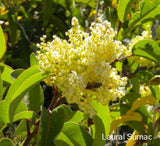 Laurel Sumac