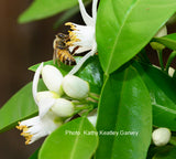 Orange Blossom with Honey Bee