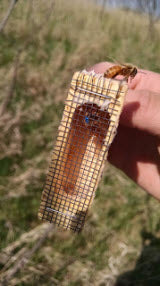 Bill's Bees queen in a her cage