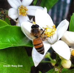 Honey Bee on Orange Blossom