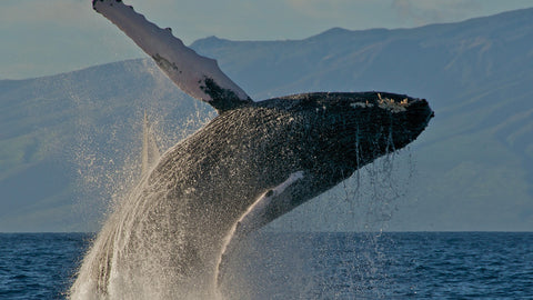 Aerial Photography and Humpback Whales: A Stunning Perspective on Marine Life