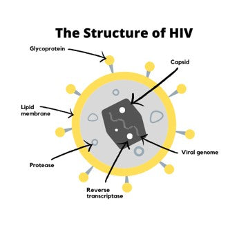 The Structure of HIV