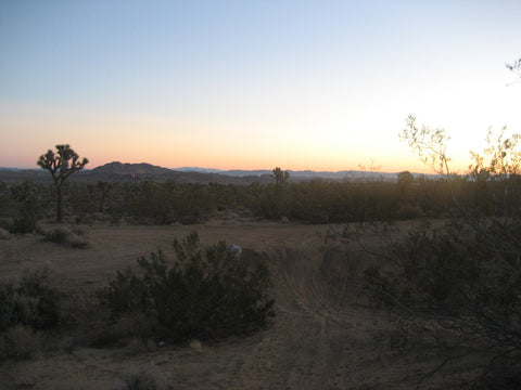 joshua tree