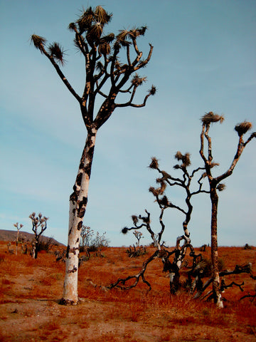 joshua tree in pioneertown after the fire