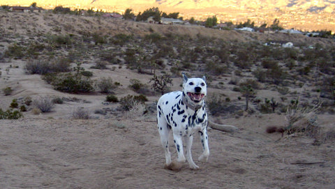 Diva rescue dalmatian running