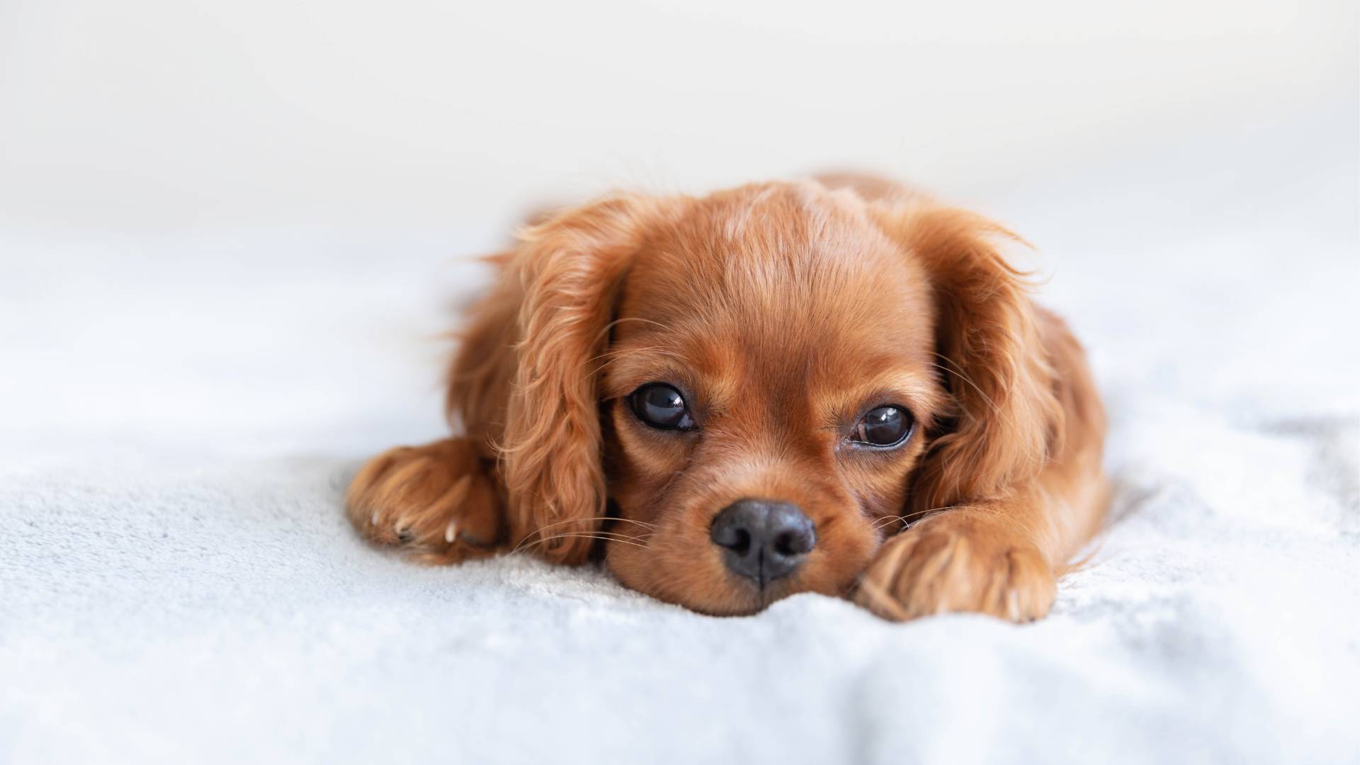 are charcoal biscuits safe for dogs