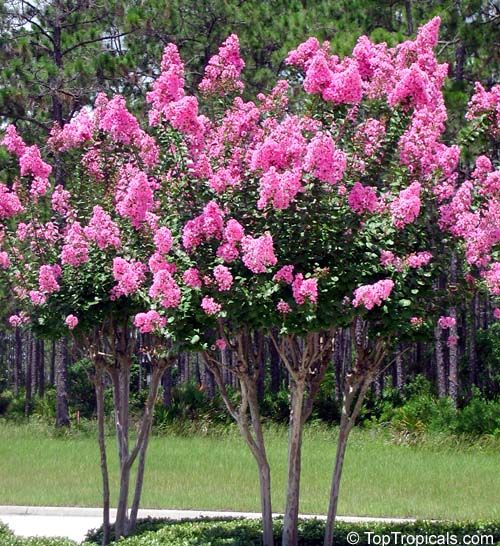 Lagerstroemia Pink Rocket Flower Plant.