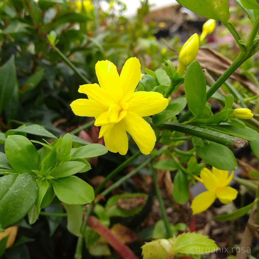 Jasminum Mesnyi (Primrose jasmine) Vine