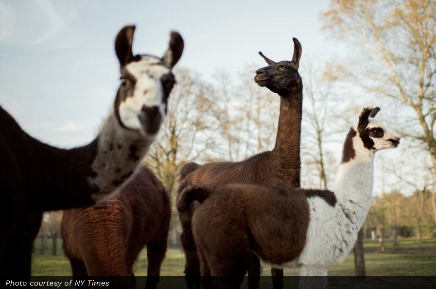 Hoping Llamas Will Become Coronavirus Heroes | Alpaca International