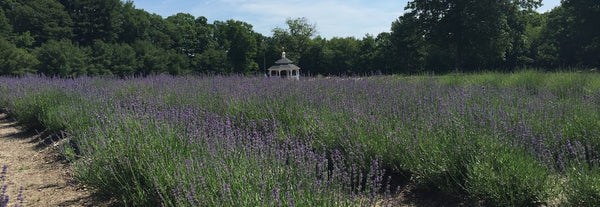 Is My Lavender Dead Lavender Pond Farm