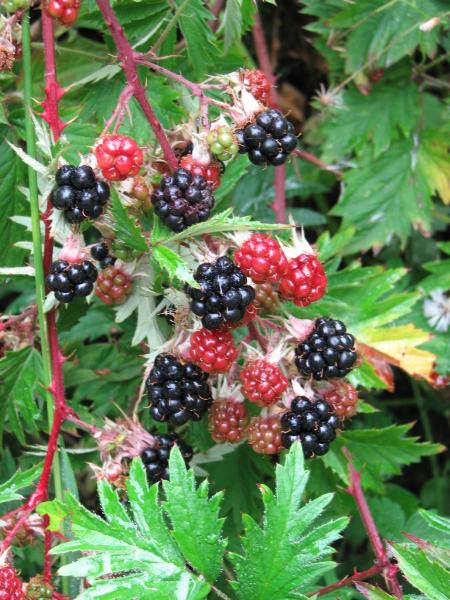 Rubus laciniatus, cutleaf evergreen blackberry, © Jim Riley