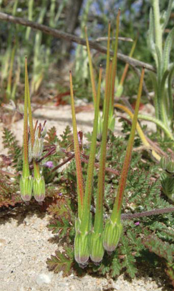 Erodium cicutarium, seed capsule, © James M. André