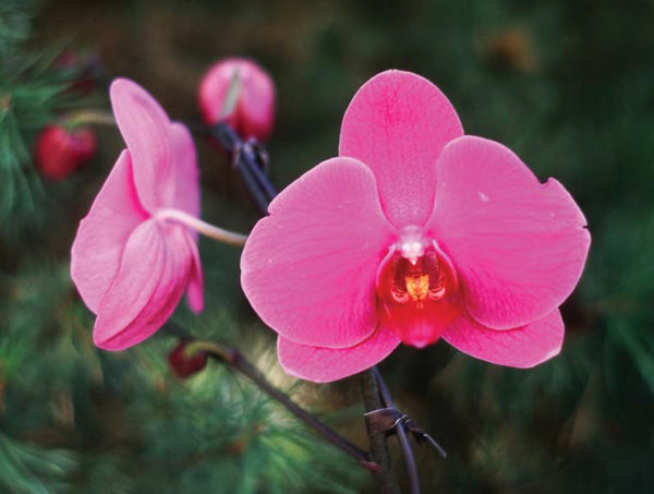 [Orchid species, <em>© </em>Jesse Vernon Trail]