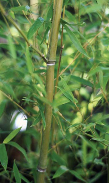 Bamboo, © Jesse Vernon Trail