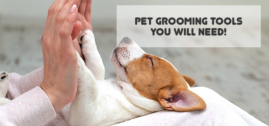 what equipment do you need for dog grooming