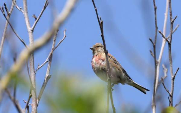 Linnet. Photo credit Nick Upton & National Trust Images