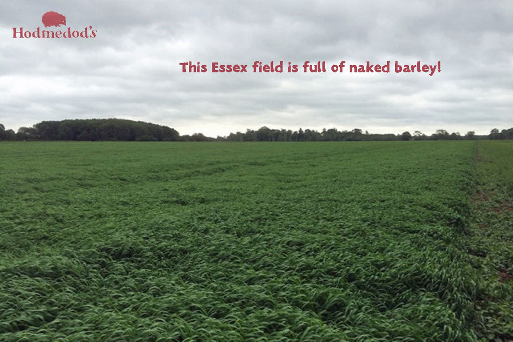 Naked Barley growing in an Essex field