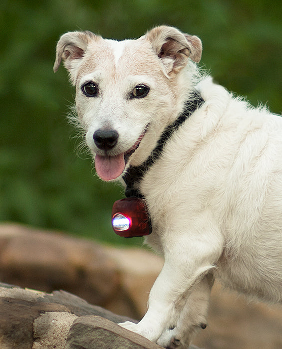 Pet Light – Hooray For The Underdog!