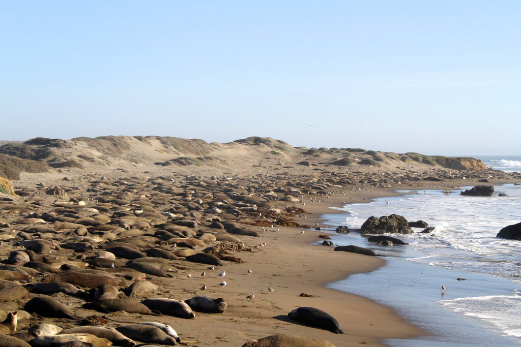 Elephant Seal Vista