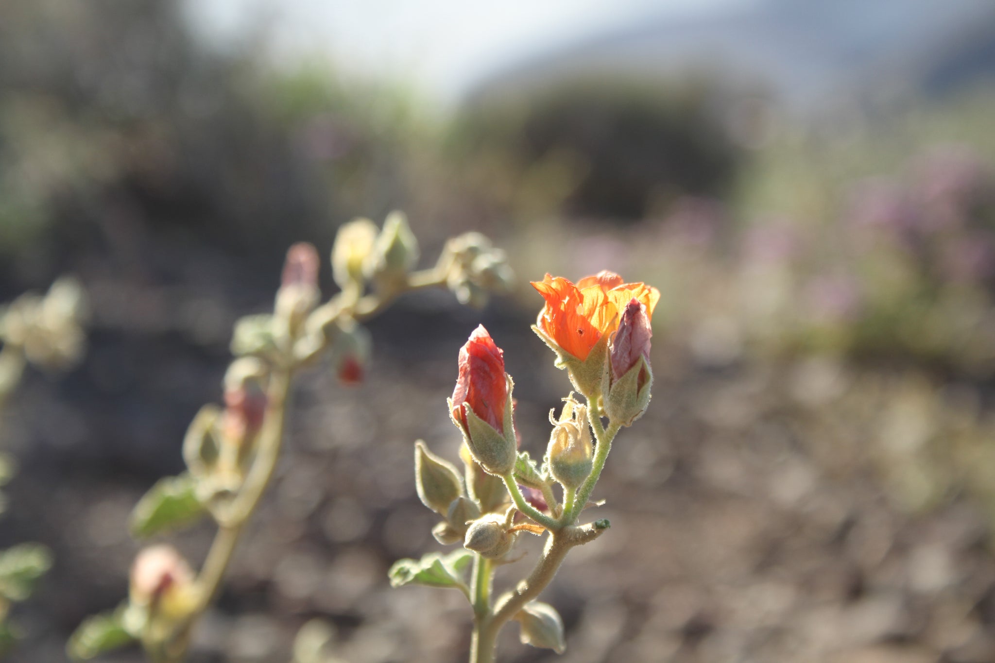 Death Valley Flowers