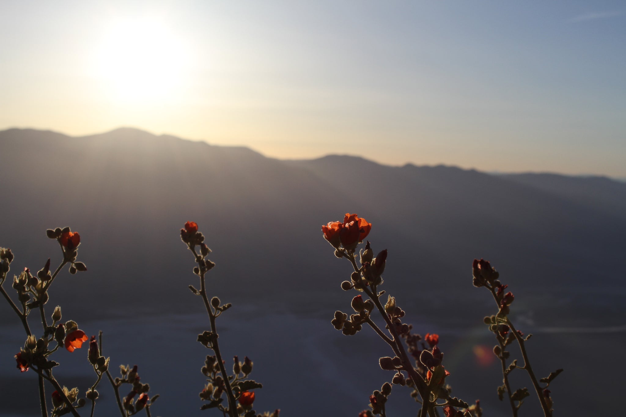 Sunset Death Valley Superbloom