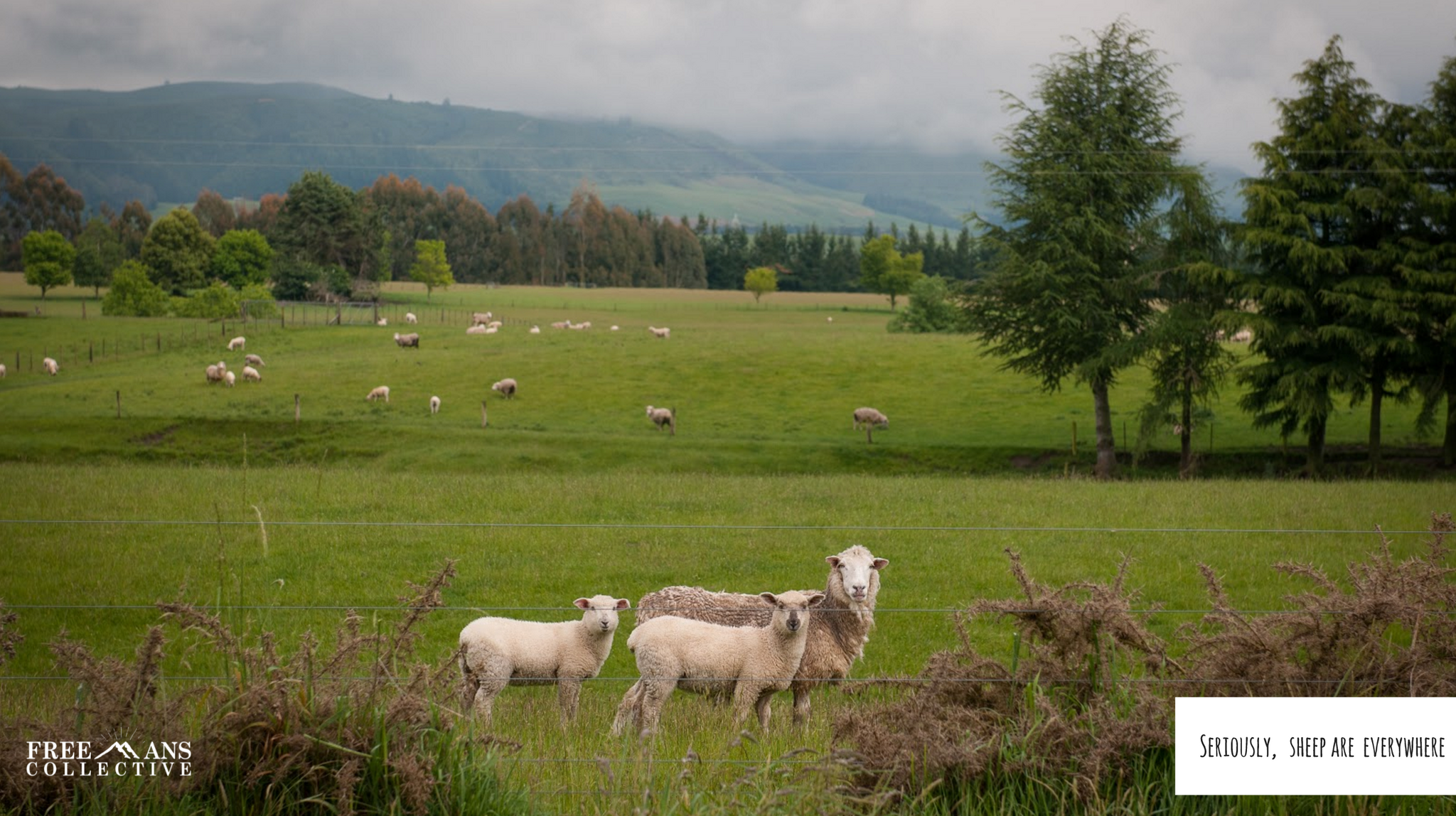 New Zealand Sheep