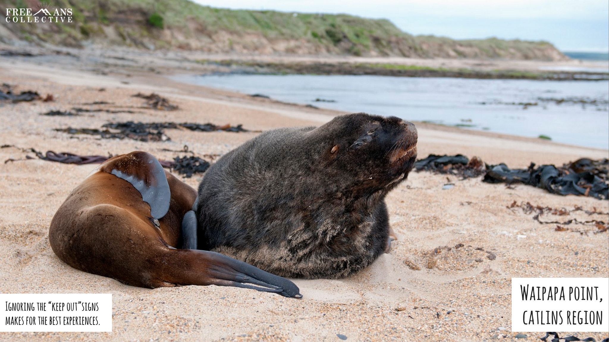 Cape Fur Seal New Zealand