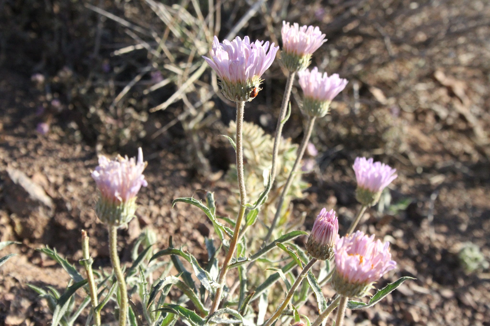 Death Valley Bloom