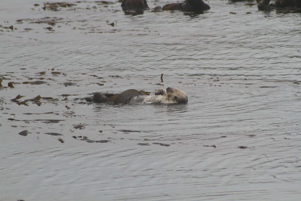 Sea Otter Big Sur