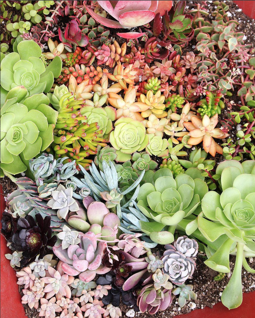 growing succulents - plants that are easy to grow and come in a variety of colors and textures.  create a little garden today.