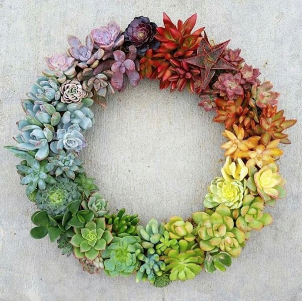 rainbow succulent wreath.  growing succulents - plants that are easy to grow and come in a variety of colors and textures.  create a little garden today.