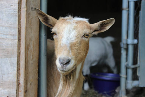 Nigerian Goat looking  at camera