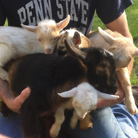 baby goat experience whitetail lane farm