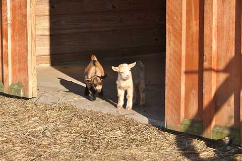Goats at the goat milk soap farm