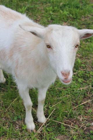 Nigerian Goat making milk for soap