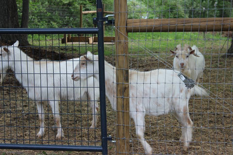 Nigerian Goat Kids playing