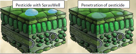 Dow-SprayWell-Penetration