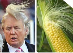 Trump Corn | Radio Waves