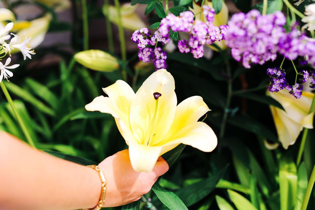 Beauty, stunning, gardening, flower, lily, perfection, summer, green thumb, blossom