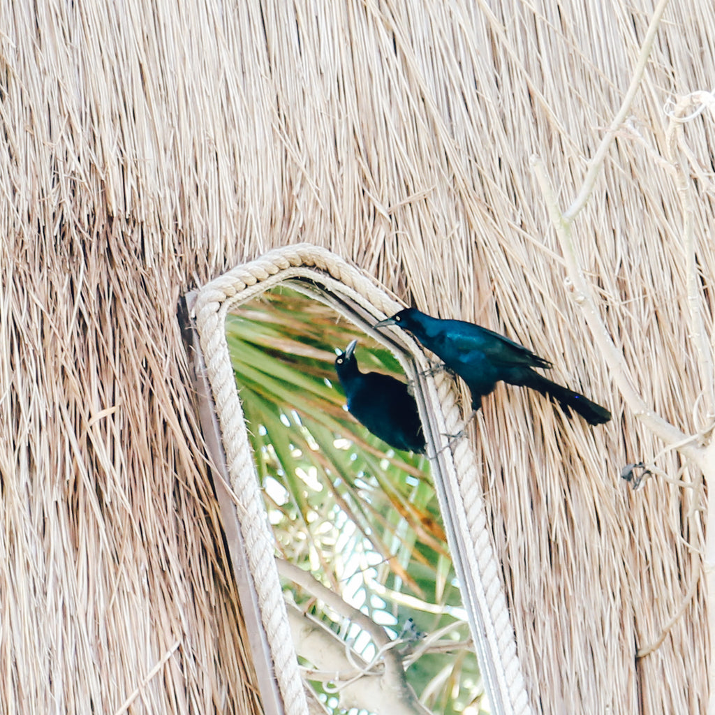 Bird, mirror, hut, reflection, straw, cabanna, beach house