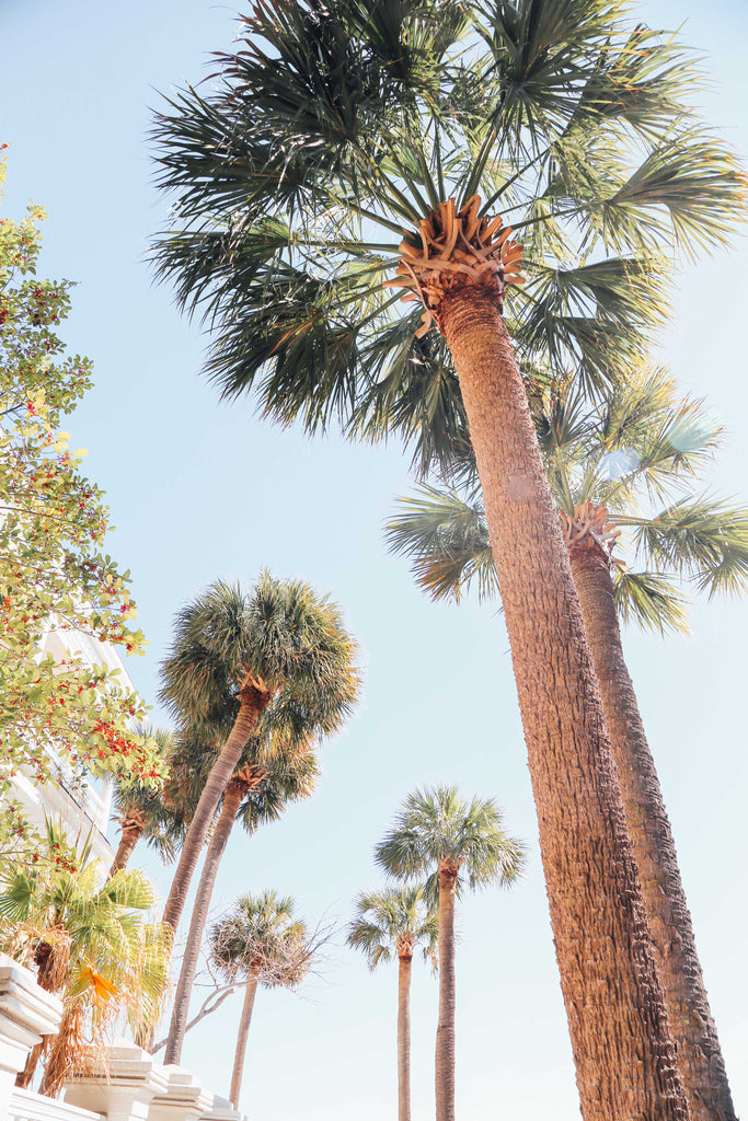 Charleston South Carolina Palm Trees