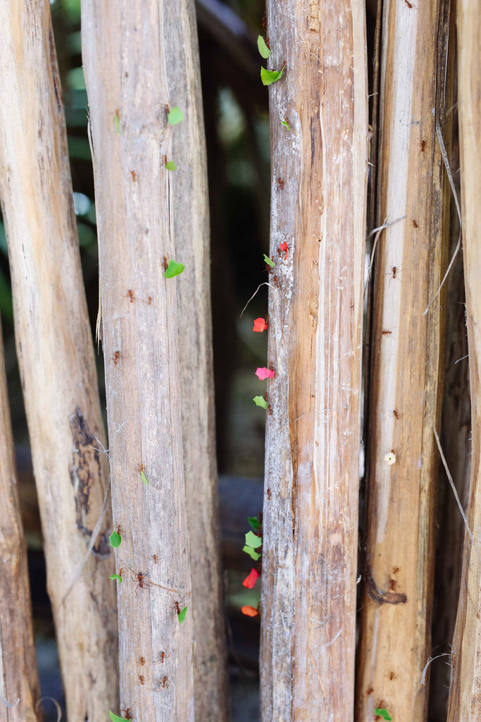 ants, marching, leaf cutter, colony, insect