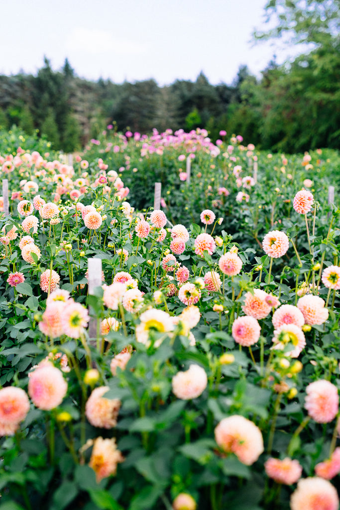 Flower field, garden, gardening, flower power, foliage, eco, environment, green thumb, blossom